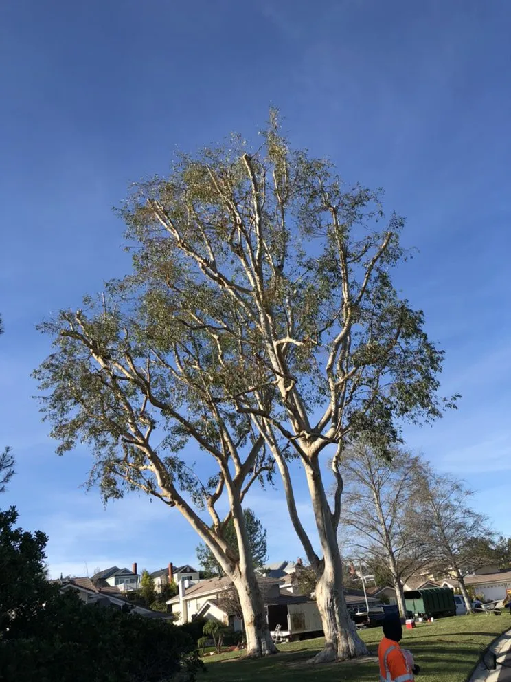 Reliable landscaping services for homes across Lake Forest, CA - Rivera's Tree Services