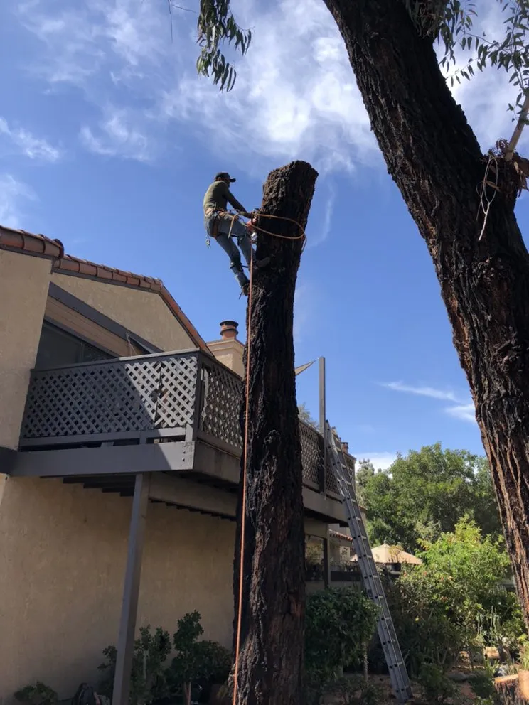Trusted yard maintenance for homes across Lake Forest, CA - Rivera's Tree Services