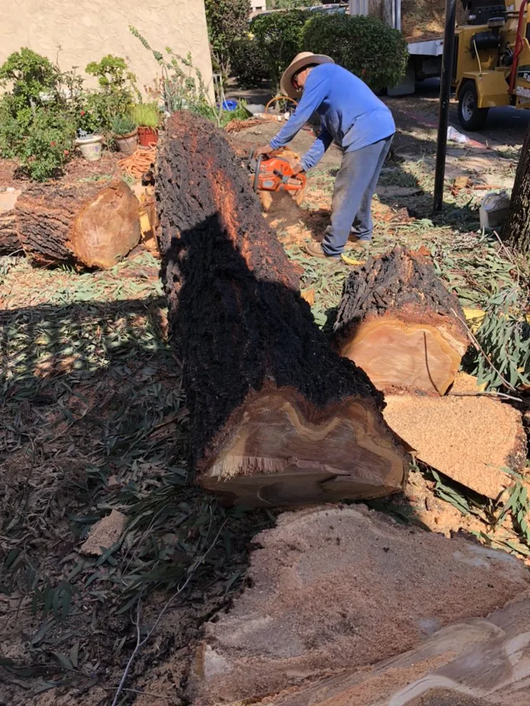 Affordable landscape design in Lake Forest, CA by Rivera's Tree Services