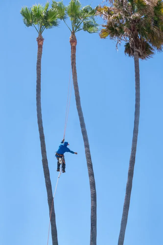 Reliable landscape installation in Lake Forest, CA - Rivera's Tree Services
