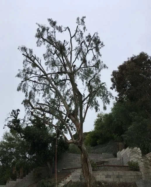 Professional landscape installation experts serving Lake Forest, CA - Rivera's Tree Services