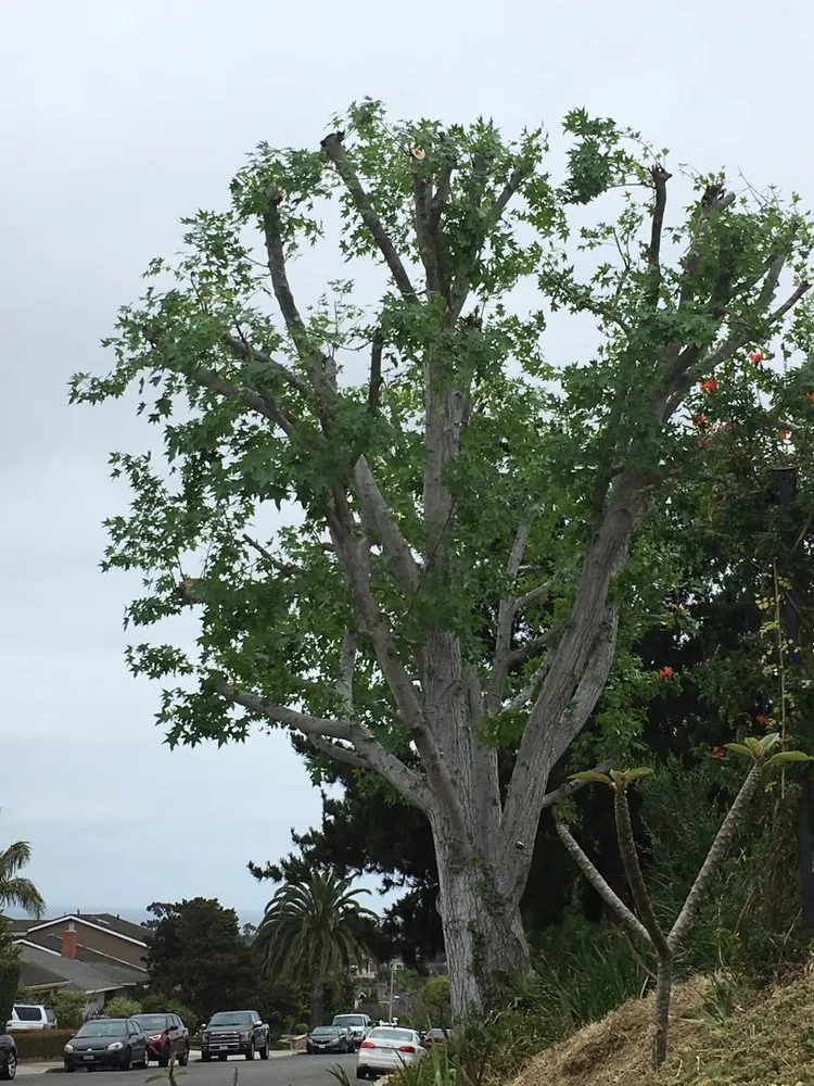 Reliable landscape installation in Lake Forest, CA by Rivera's Tree Services