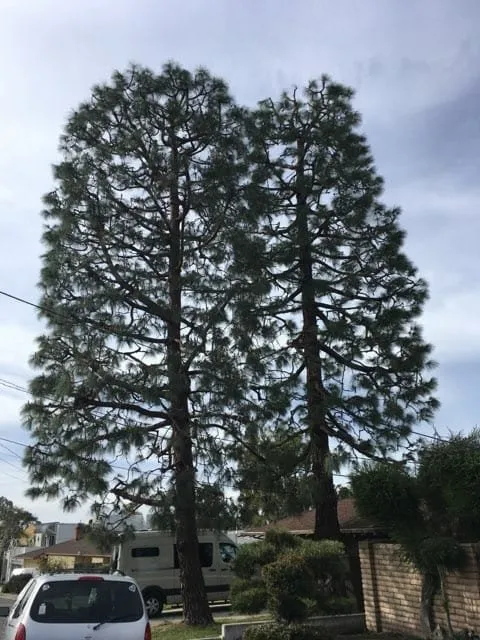 Local landscape design with custom design in Lake Forest, CA by Rivera's Tree Services