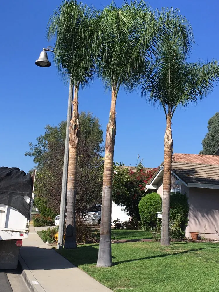 Reliable lawn care service in Lake Forest, CA - Rivera's Tree Services