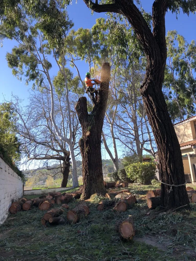 Reliable landscaping services in Lake Forest, CA - Rivera's Tree Services
