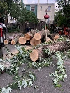 Affordable yard cleanup service for residential properties across Sterling, VA - Riverbend Landscapes & Tree Service