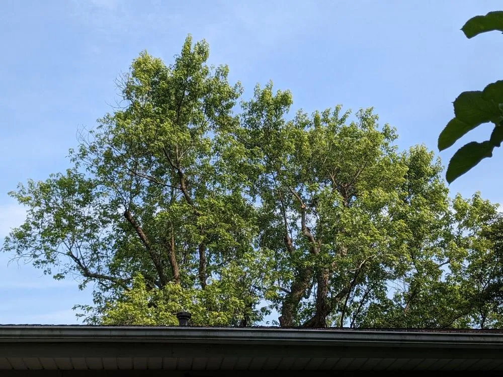 Professional landscape design for year-round maintenance in Sterling, VA by Riverbend Landscapes & Tree Service