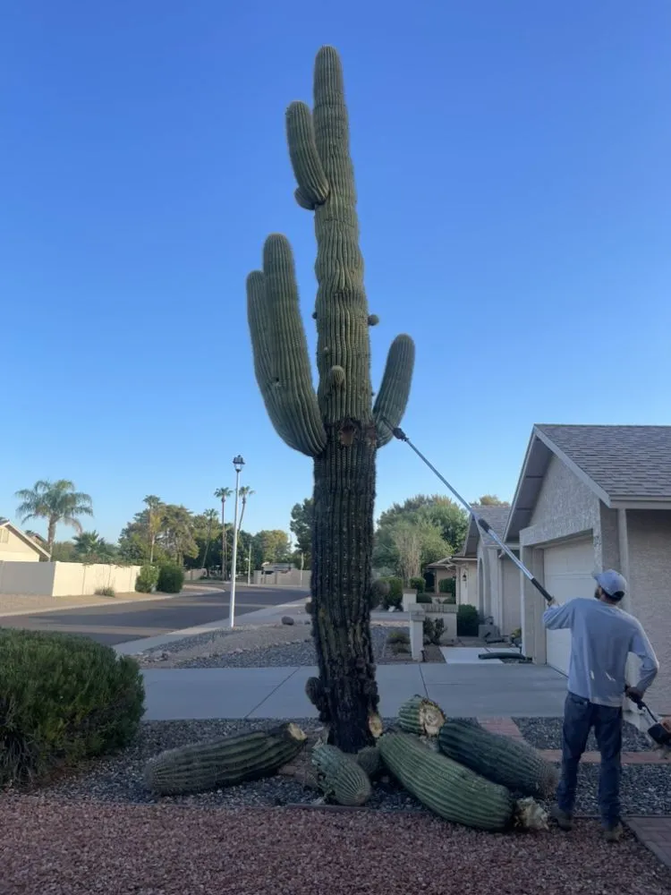 Expert garden landscaping in Surprise, AZ - Rivero Landscape