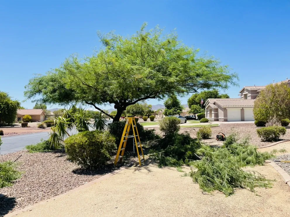Local yard maintenance in Surprise, AZ - Rivero Landscape