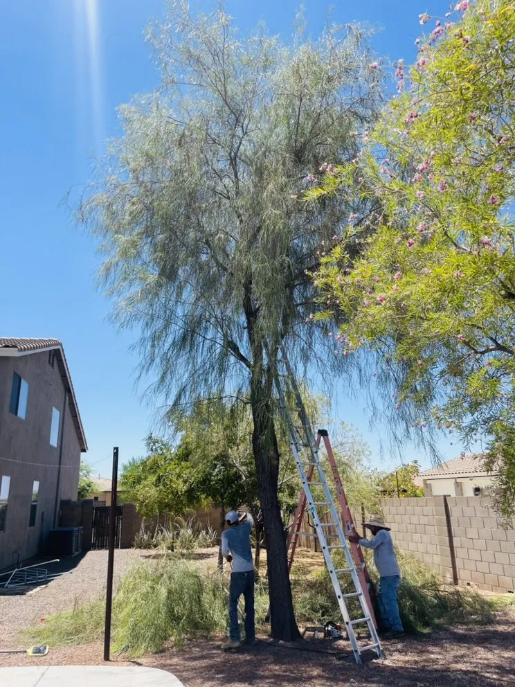 Custom yard maintenance near you in Surprise, AZ by Rivero Landscape