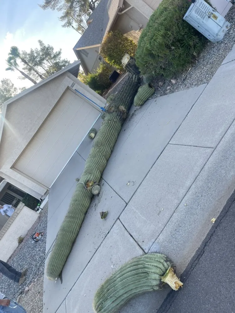 Trusted landscape design for outdoor upgrades across Surprise, AZ - Rivero Landscape