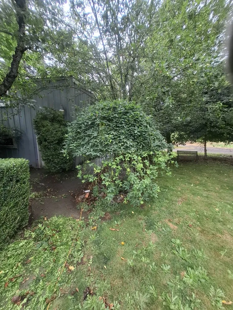 Trusted lawn care service experts serving Orting, WA - Rivers custom cuts Lawn Care/ Tree Removal