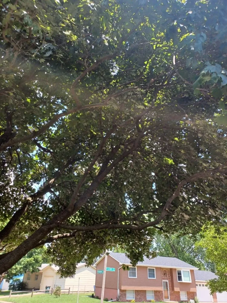 Trusted landscape design for residential properties across Davenport, IA - Rivers Edge Tree & Lawn