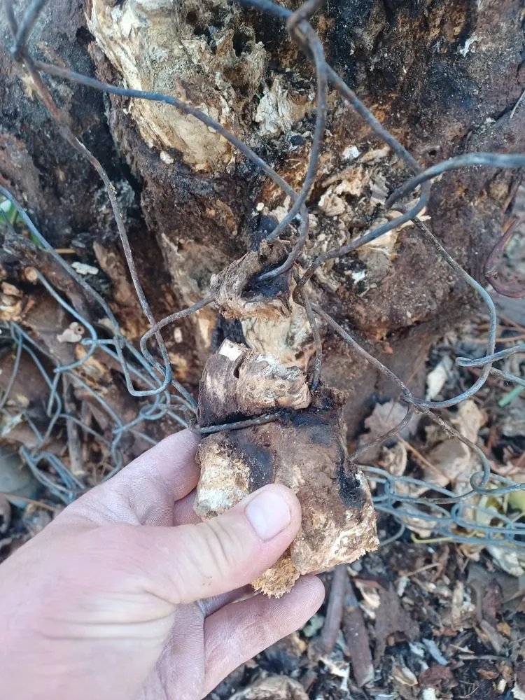 Professional lawn mowing service in Davenport, IA - Rivers Edge Tree & Lawn