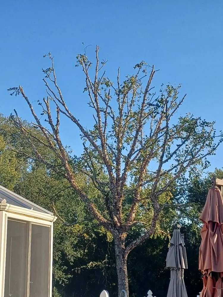 Expert yard maintenance near you across Davenport, IA - Rivers Edge Tree & Lawn