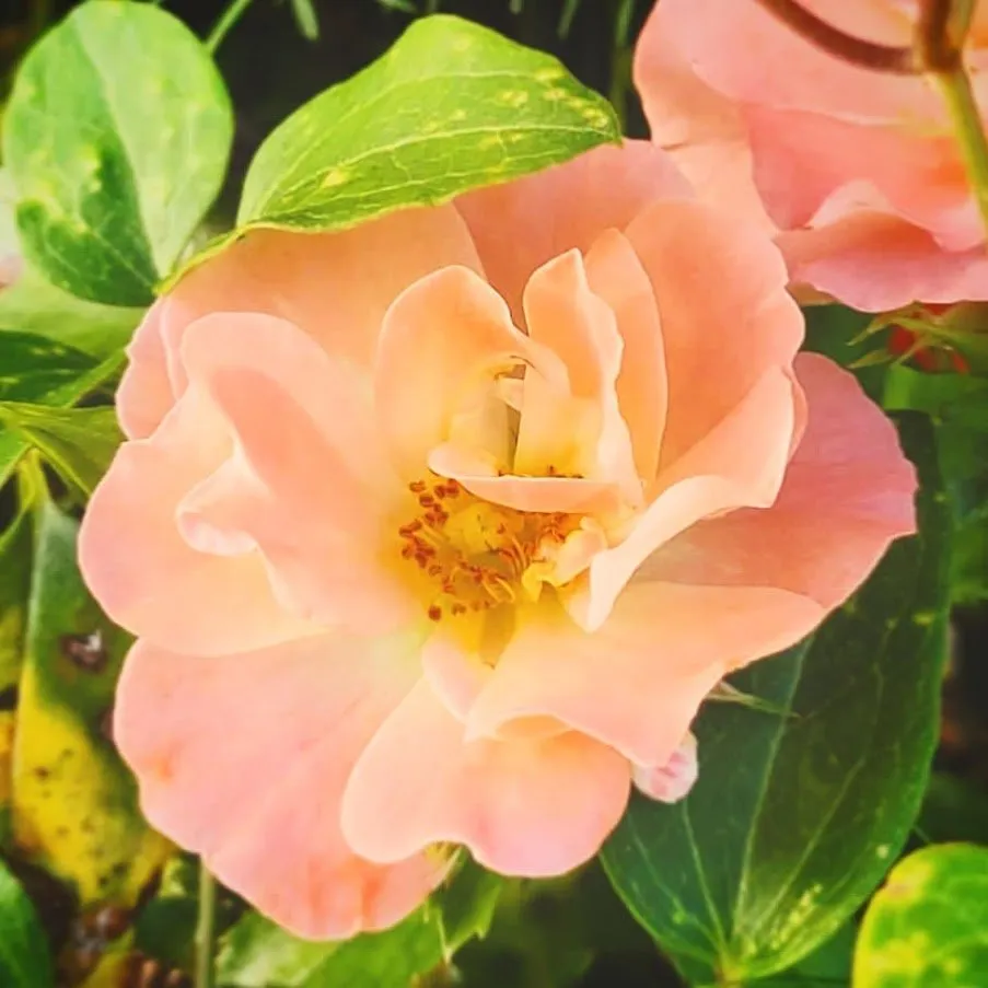 Top-rated landscape design in Knoxville, TN by River's Landscape Design