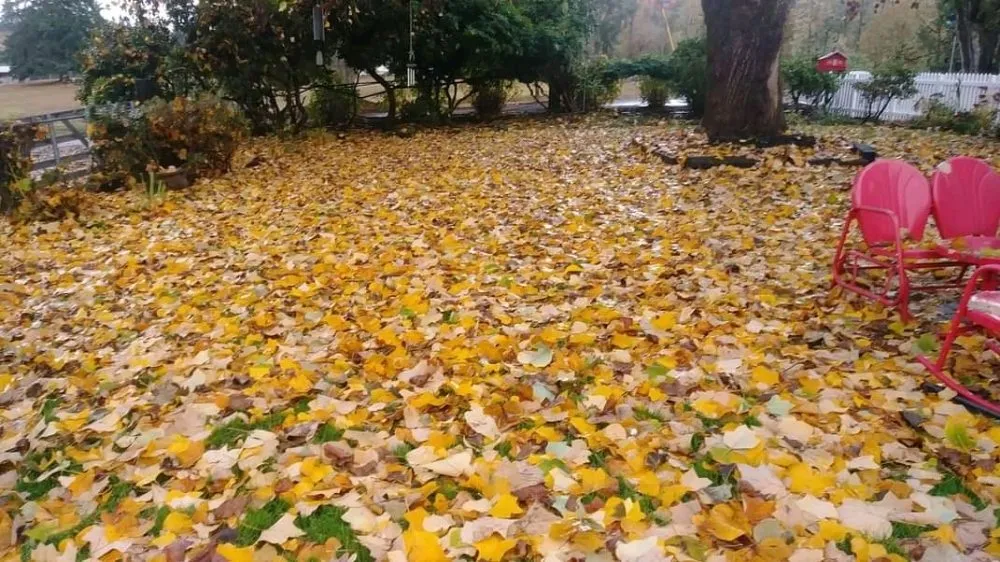 Top-rated residential landscaping in Springfield, OR - Rivers Lawn Care Services