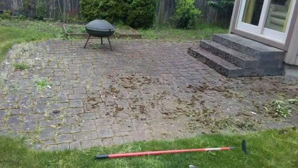 Professional landscape installation in Springfield, OR - Rivers Lawn Care Services