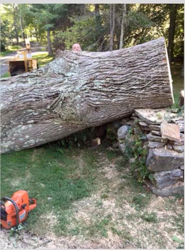 Affordable lawn care service in Ansonia, CT by Rivers Tree Service