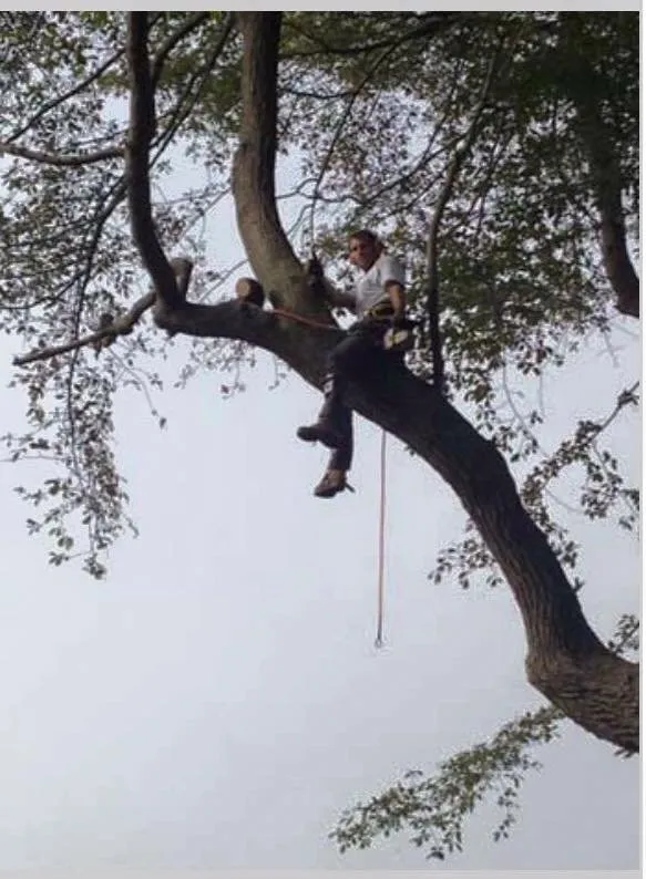 Expert yard maintenance in Ansonia, CT by Rivers Tree Service