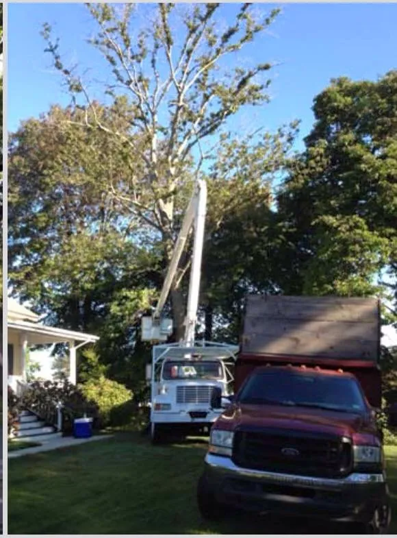 Trusted outdoor landscaping for homes across Ansonia, CT - Rivers Tree Service