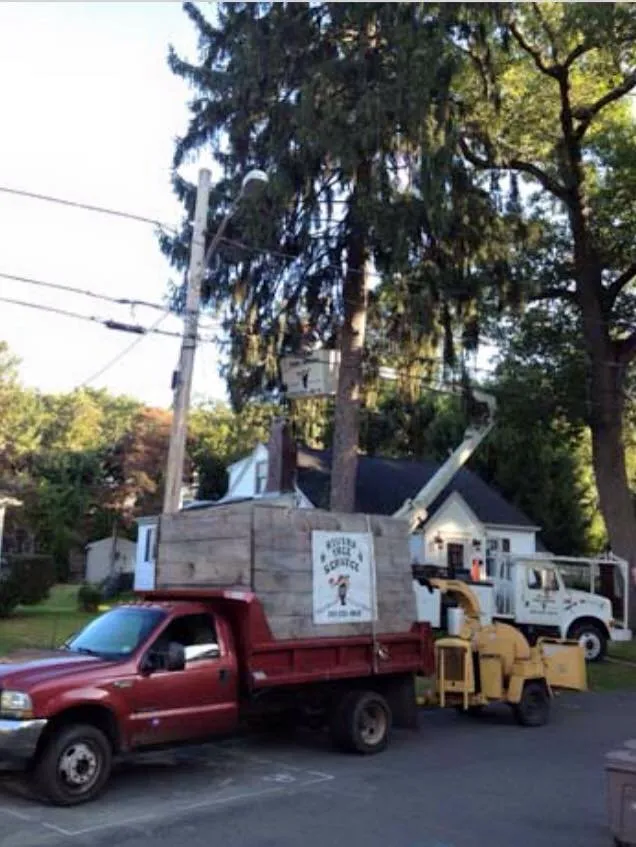 Reliable lawn care service for beautiful yards in Ansonia, CT by Rivers Tree Service