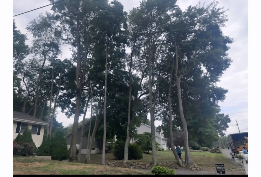 Expert garden landscaping in Ansonia, CT - Rivers Tree Service