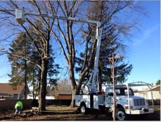 Expert yard cleanup service in Ansonia, CT by Rivers Tree Service