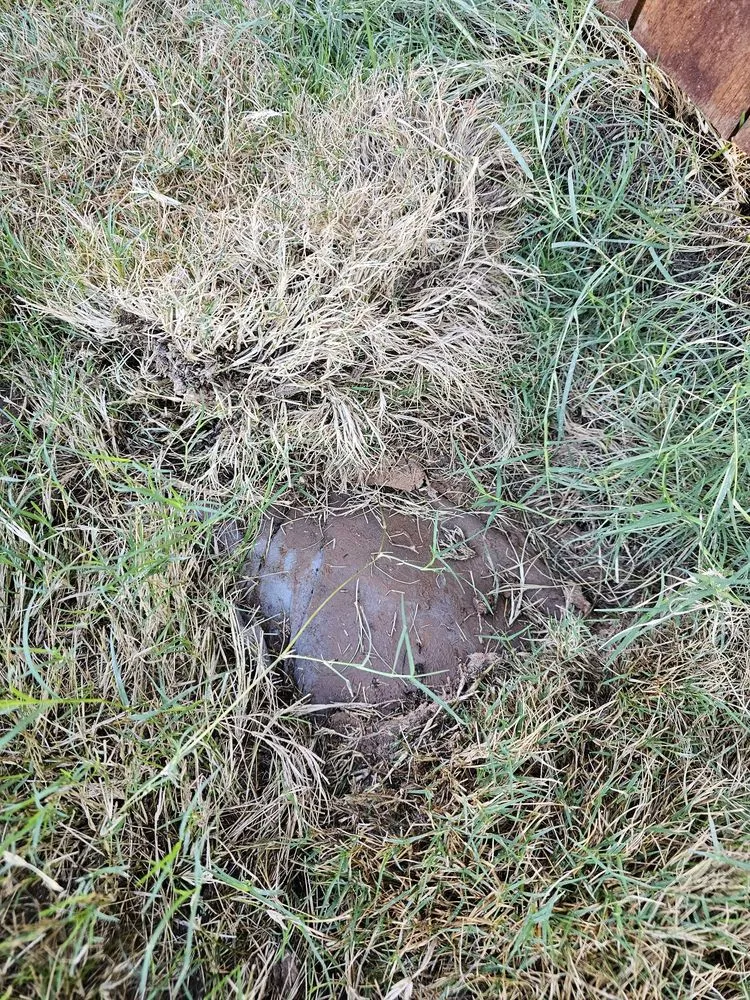 Custom residential landscaping for homes across Grand Prairie, TX - Riverside Irrigation & Landscape