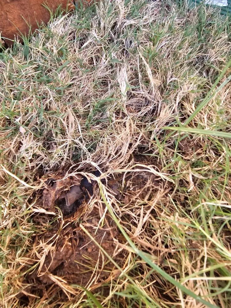 Top-rated lawn mowing service in Grand Prairie, TX by Riverside Irrigation & Landscape