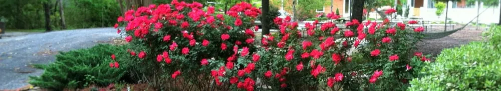 Expert garden landscaping for beautiful yards across Charleston, SC - Riverside Landscape Services