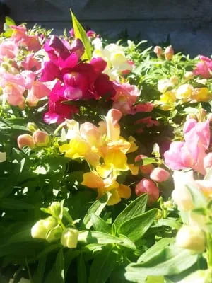 Riverside Landscaping Logo