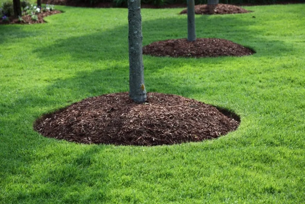 Trusted landscape design in Cordova, SC - RiverSide Landscaping