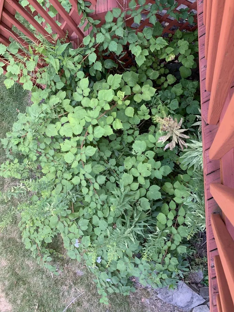 Local yard maintenance in Norristown, PA - Riverside Lawn & Landscaping