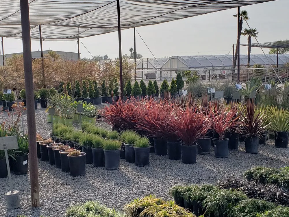 Trusted outdoor landscaping in Fresno, CA by Riverside Nursery and Landscape Supplies