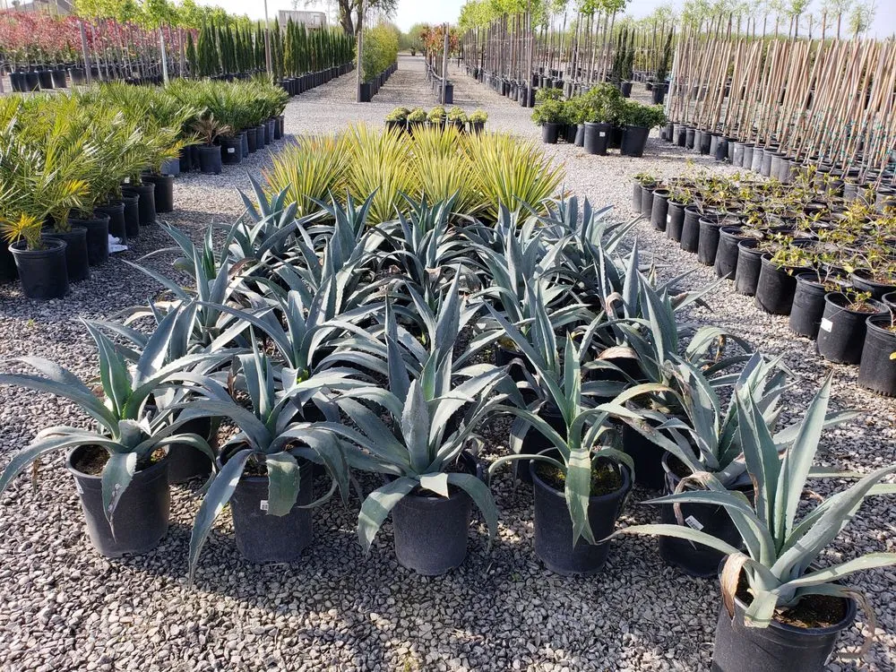 Top-rated yard cleanup service experts serving Fresno, CA - Riverside Nursery and Landscape Supplies