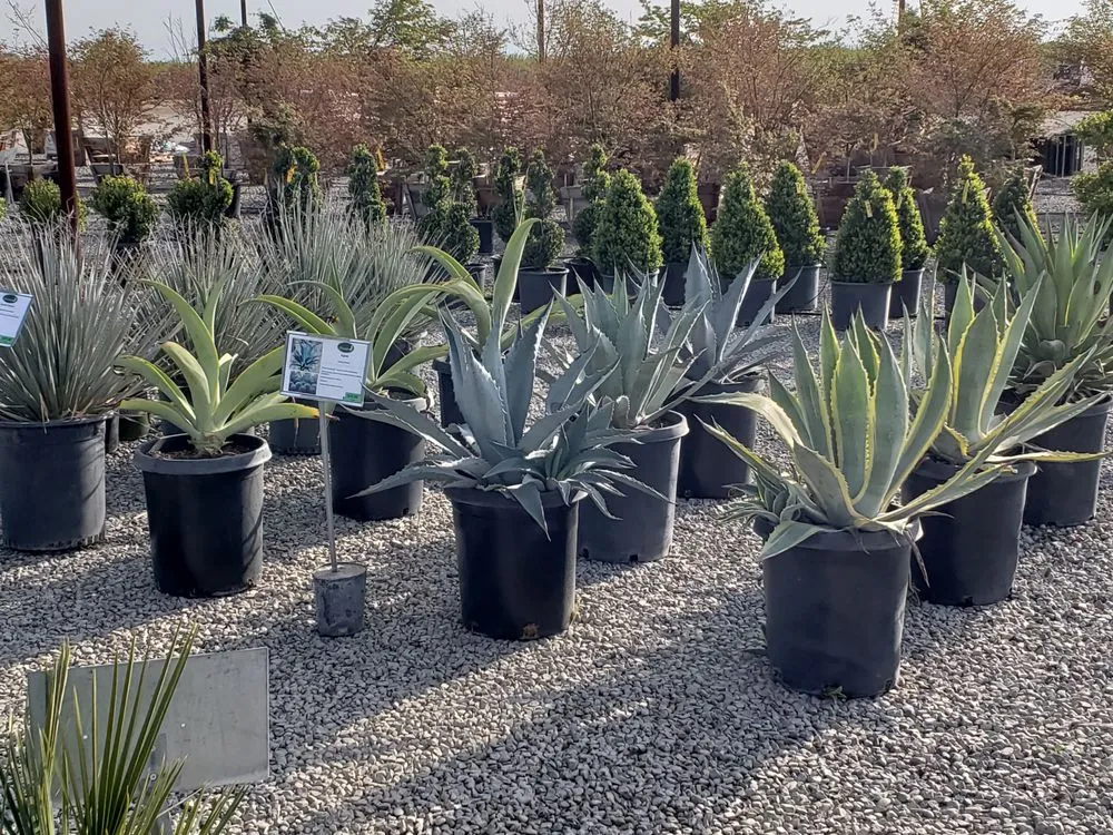 Expert yard maintenance experts serving Fresno, CA - Riverside Nursery and Landscape Supplies