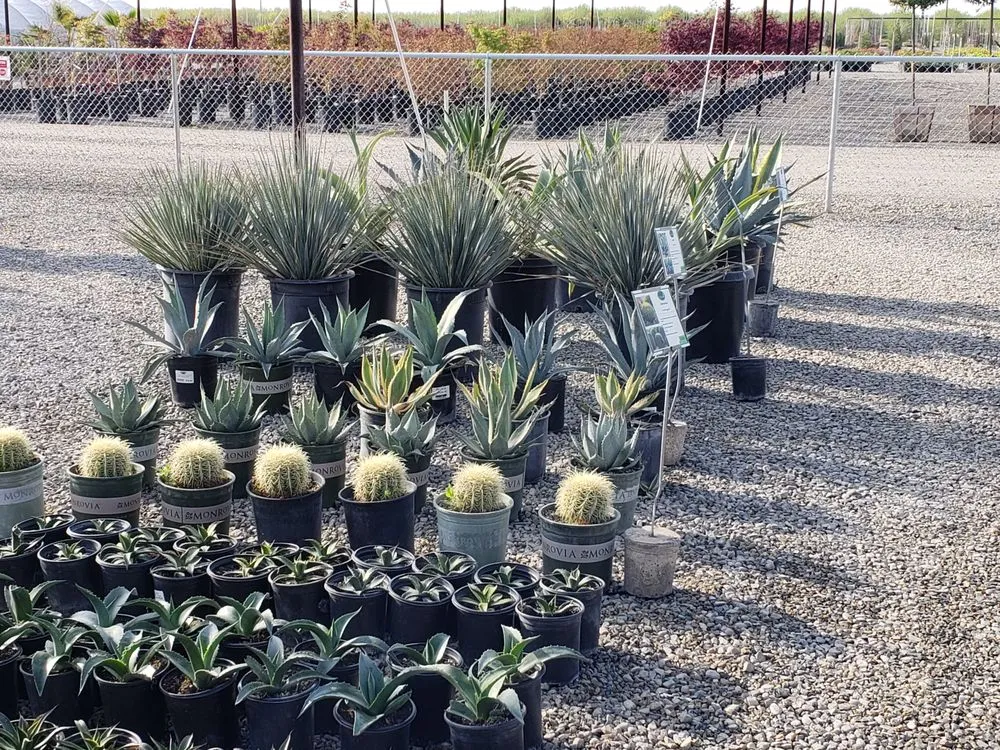 Expert lawn care service in Fresno, CA by Riverside Nursery and Landscape Supplies