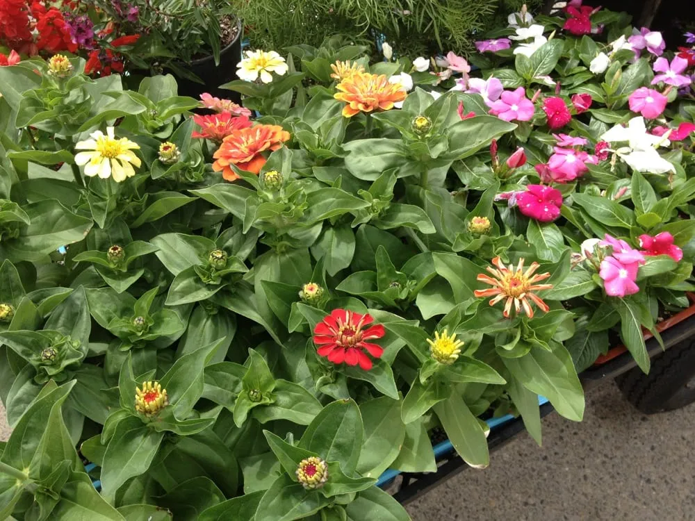 Custom outdoor landscaping experts serving Fresno, CA - Riverside Nursery and Landscape Supplies