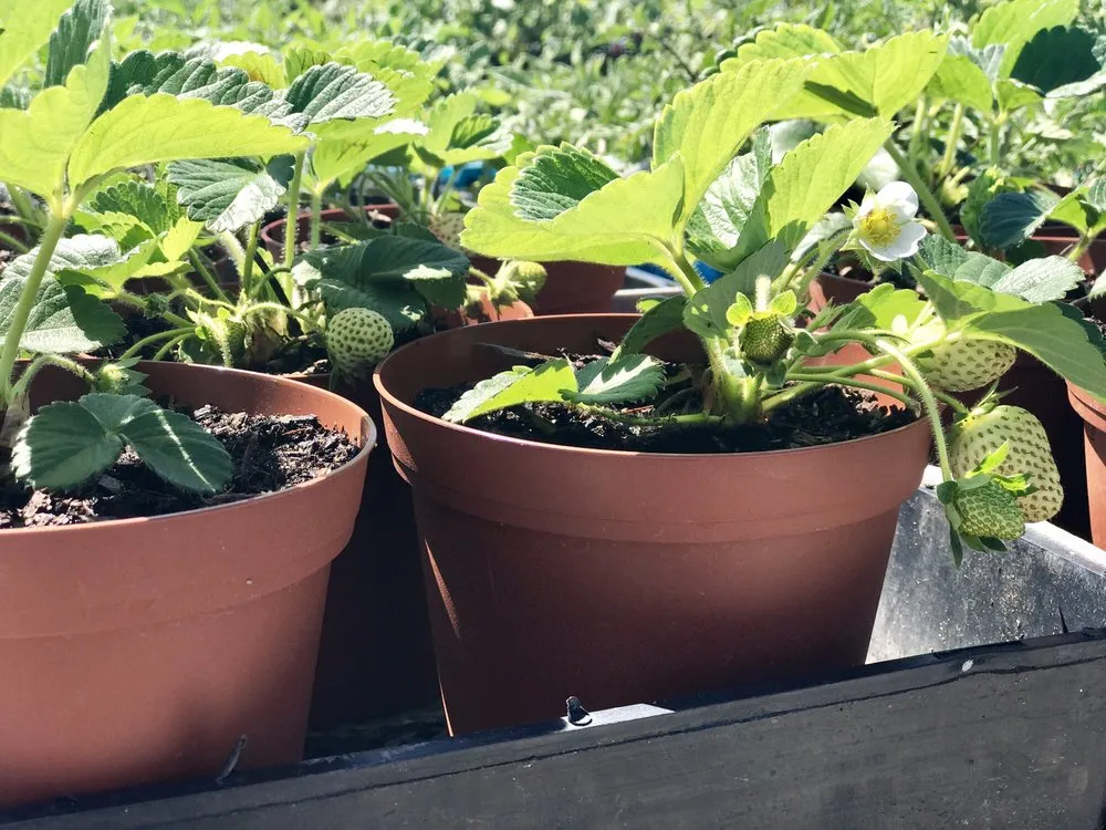 Expert residential landscaping for homes in Fresno, CA by Riverside Nursery and Landscape Supplies