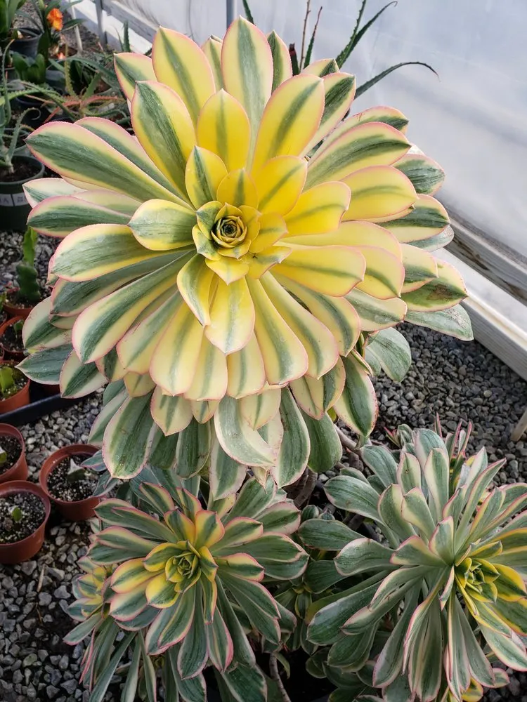 Custom lawn mowing service in Fresno, CA by Riverside Nursery and Landscape Supplies