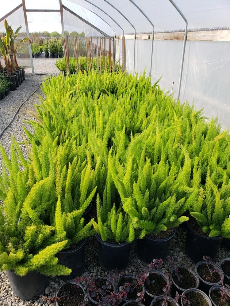 Expert landscape design in Fresno, CA by Riverside Nursery and Landscape Supplies