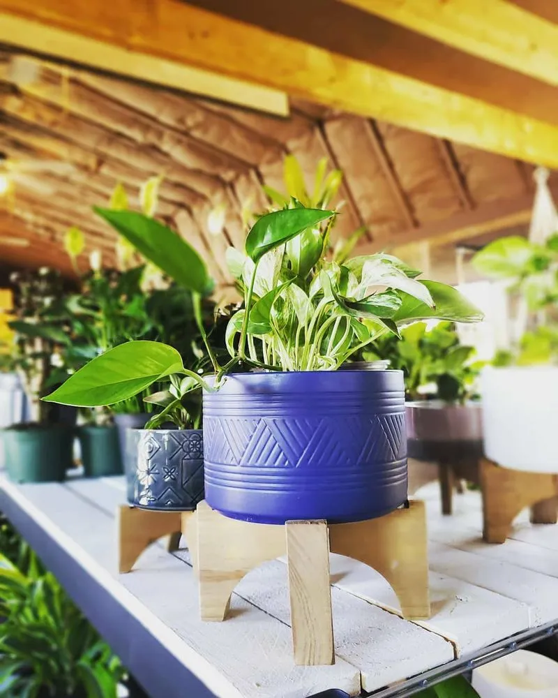 Professional lawn care service for year-round maintenance in Coolidge, AZ by Riverside Rock and Boulder