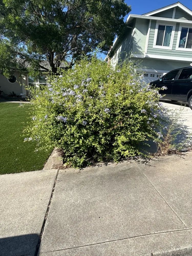 Local landscape installation in Antioch, CA - Rivertown Solutions