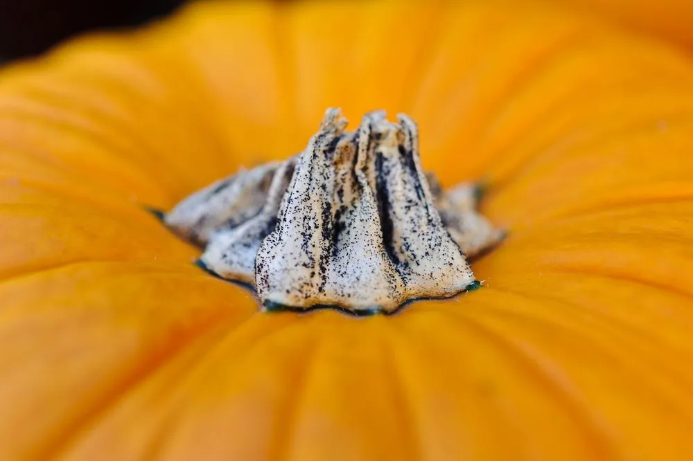 Custom lawn care service near you in Temple, PA by Riverview Gardens & Gifts