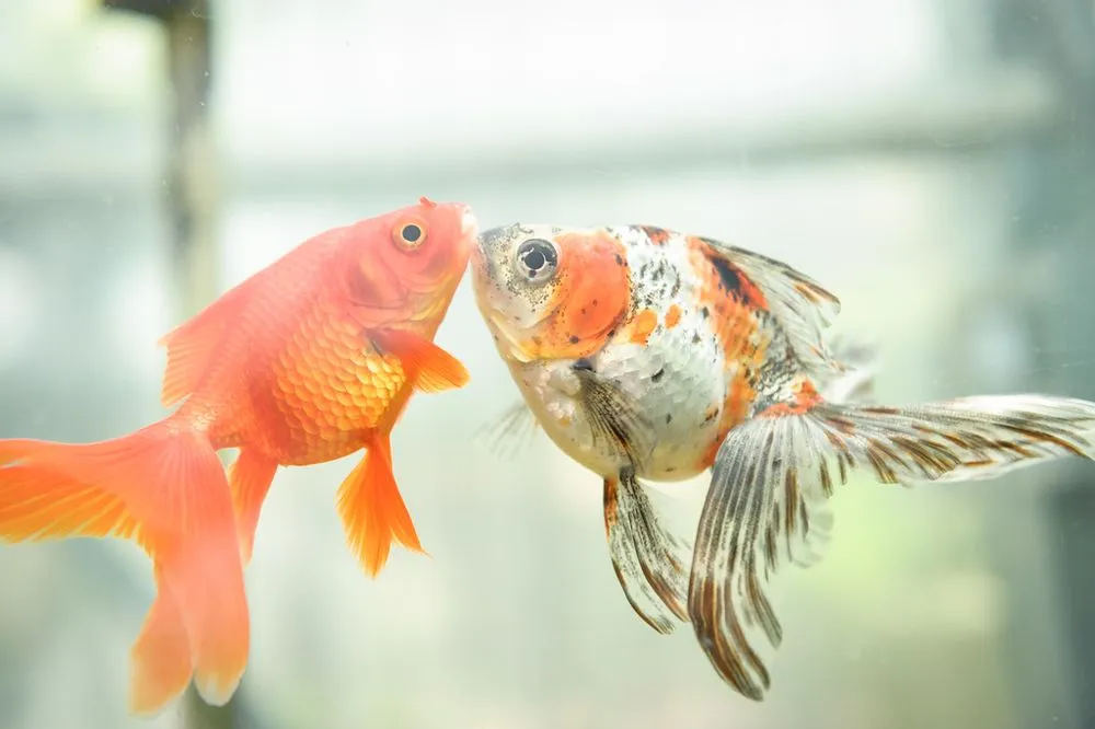 Custom yard maintenance in Temple, PA - Riverview Gardens & Gifts