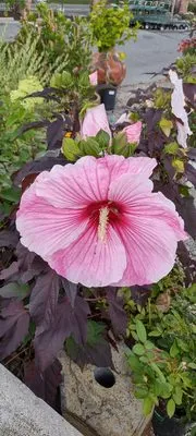 Riverview Gardens & Gifts