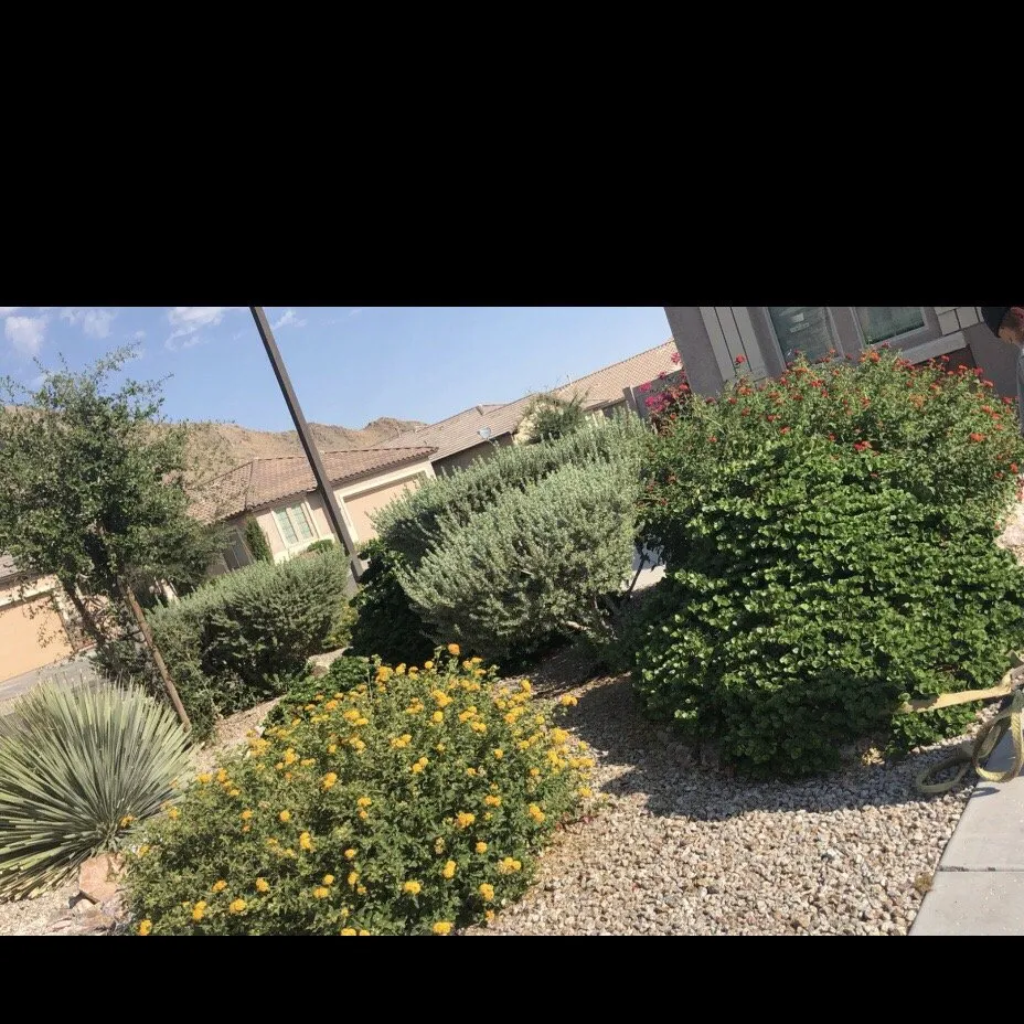 Affordable yard cleanup service for outdoor upgrades in Mesa, AZ by Riverview Property Services