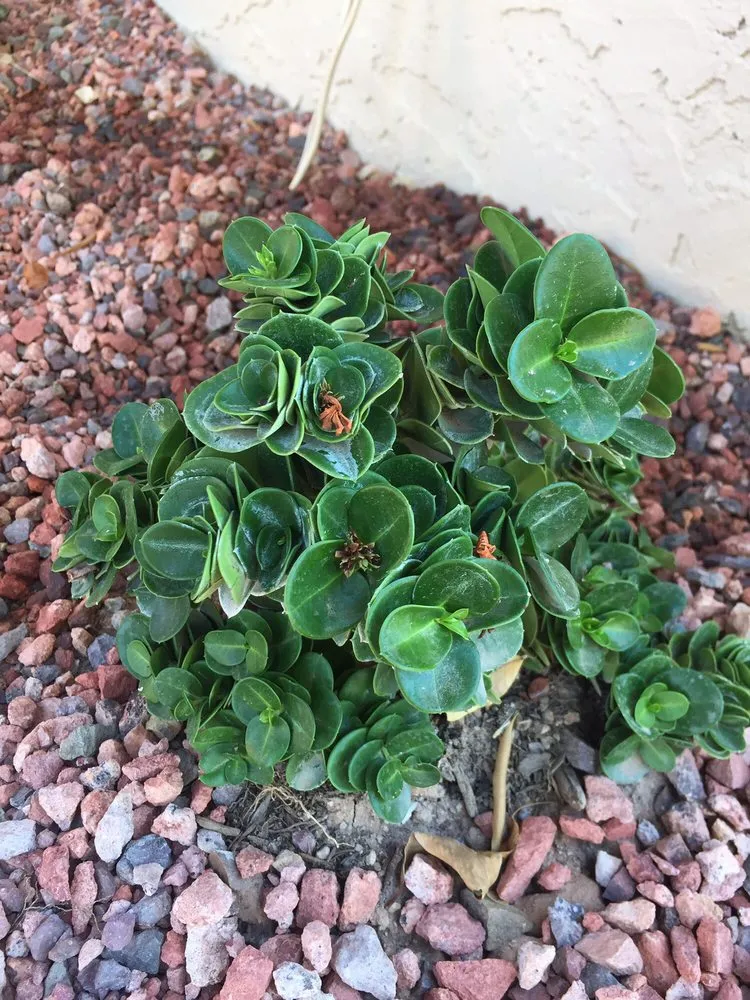 Professional lawn mowing service in Mesa, AZ by Riverview Property Services