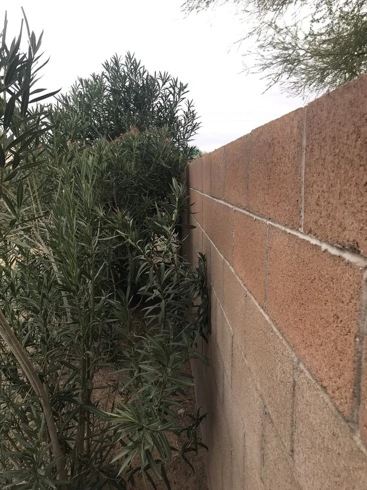 Expert yard cleanup service experts serving Mesa, AZ - Riverview Property Services